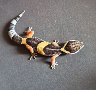 E. Hardwickii (Индийский эублефар)