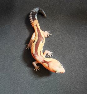 Hemitheconyx