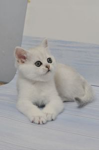 Британська короткошерстна дівчинка