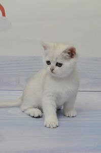 Британська короткошерстна дівчинка