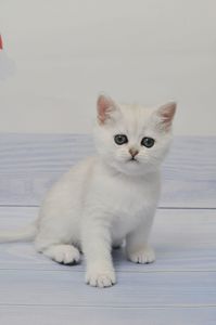 Британська короткошерстна дівчинка