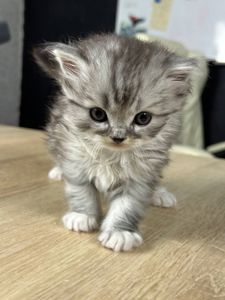 Кіт шотландець