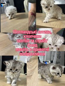 Шотландські котики