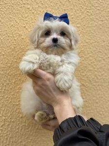 Мільтезе- мініатюрний хлопчик