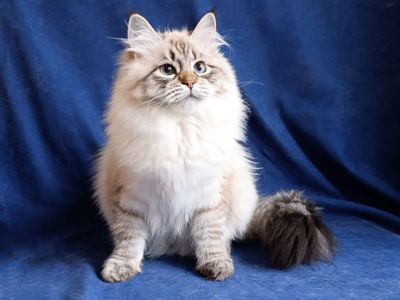 Невська маскарадна дівчинка з документами Vivienne