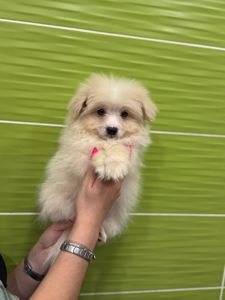 Миниатюрный мальчик