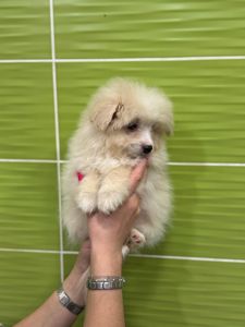 Миниатюрный мальчик