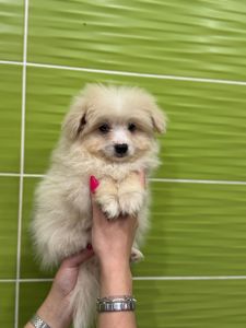 Миниатюрный мальчик