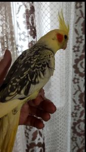 Корелла безщокие молодые попугайчики (птенцы)