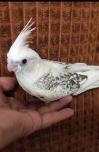 Корелла безщокие молодые попугайчики (птенцы)