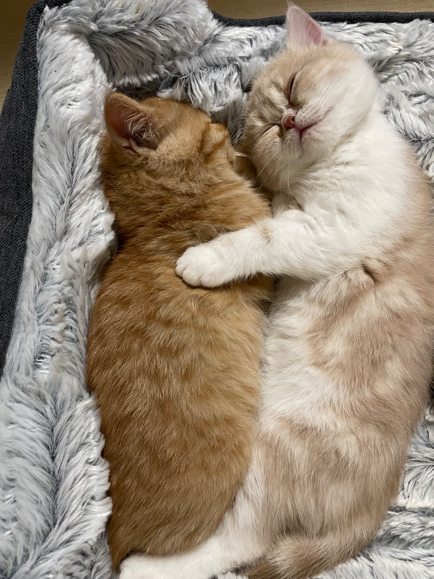 Кошенята екзотики