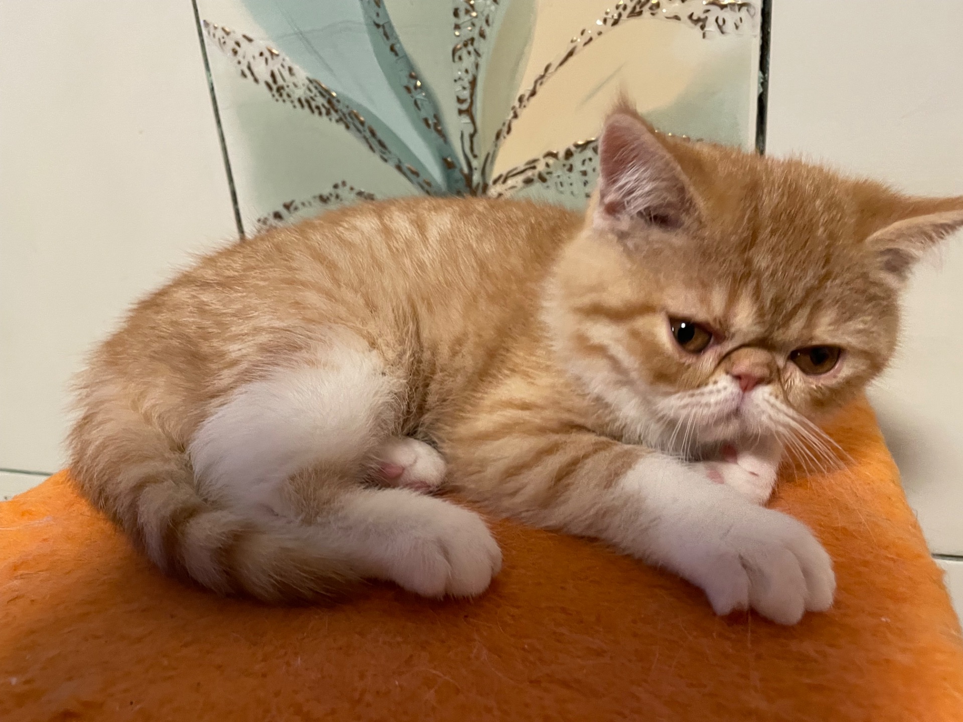 Кошенята екзотики