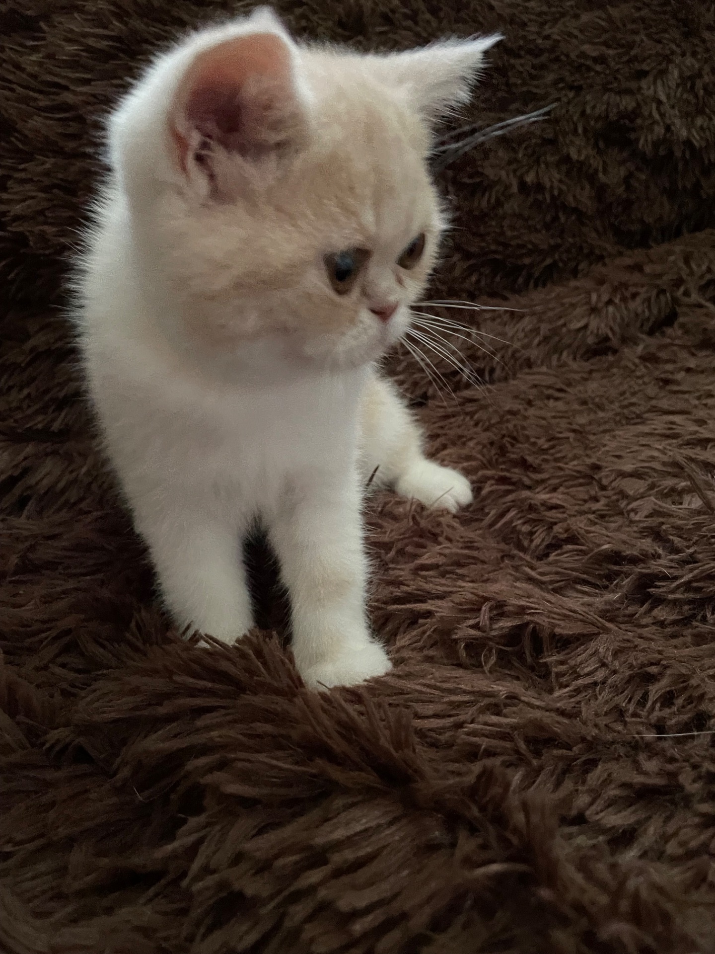 Кошенята екзотики