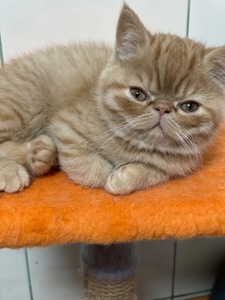 Кошенята екзотики