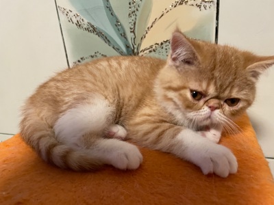 Кошенята екзотики