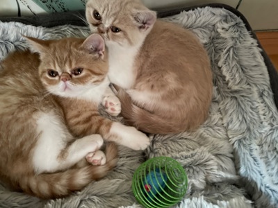 Кошенята екзотики