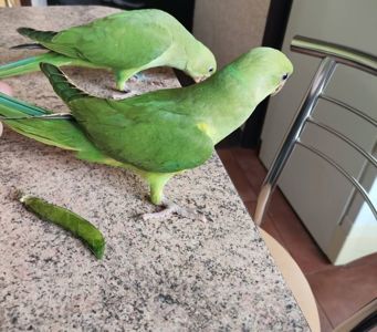 Ожереловые попугаи