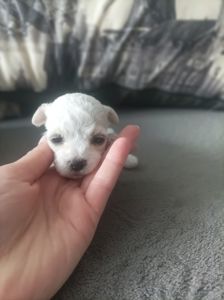 Пропоную до броні цуценят бішон фрізе