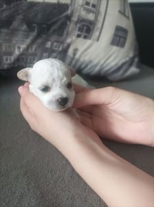 Пропоную до броні цуценят бішон фрізе