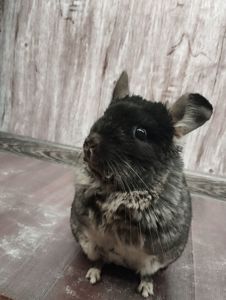 Шиншила