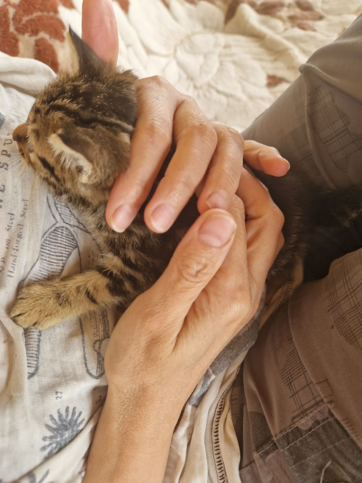Алиментный котенок ТаббиМраморЕвропейская+Британец