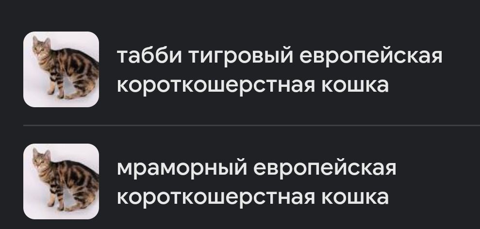 Алиментный котенок ТаббиМраморЕвропейская+Британец