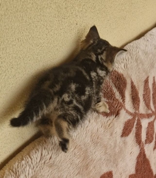 Алиментный котенок ТаббиМраморЕвропейская+Британец