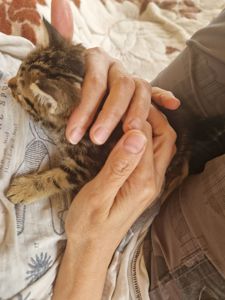Алиментный котенок Табби+Британец