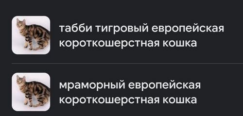 Алиментный котенок Табби+Британец