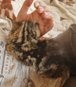 Алиментный котенок Табби+Британец