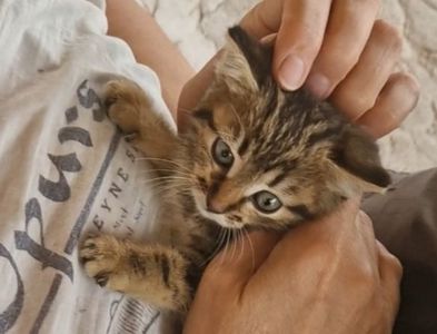 Алиментный котенок Табби+Британец