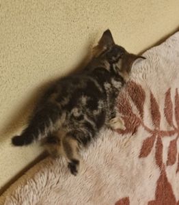 Алиментный котенок Табби+Британец