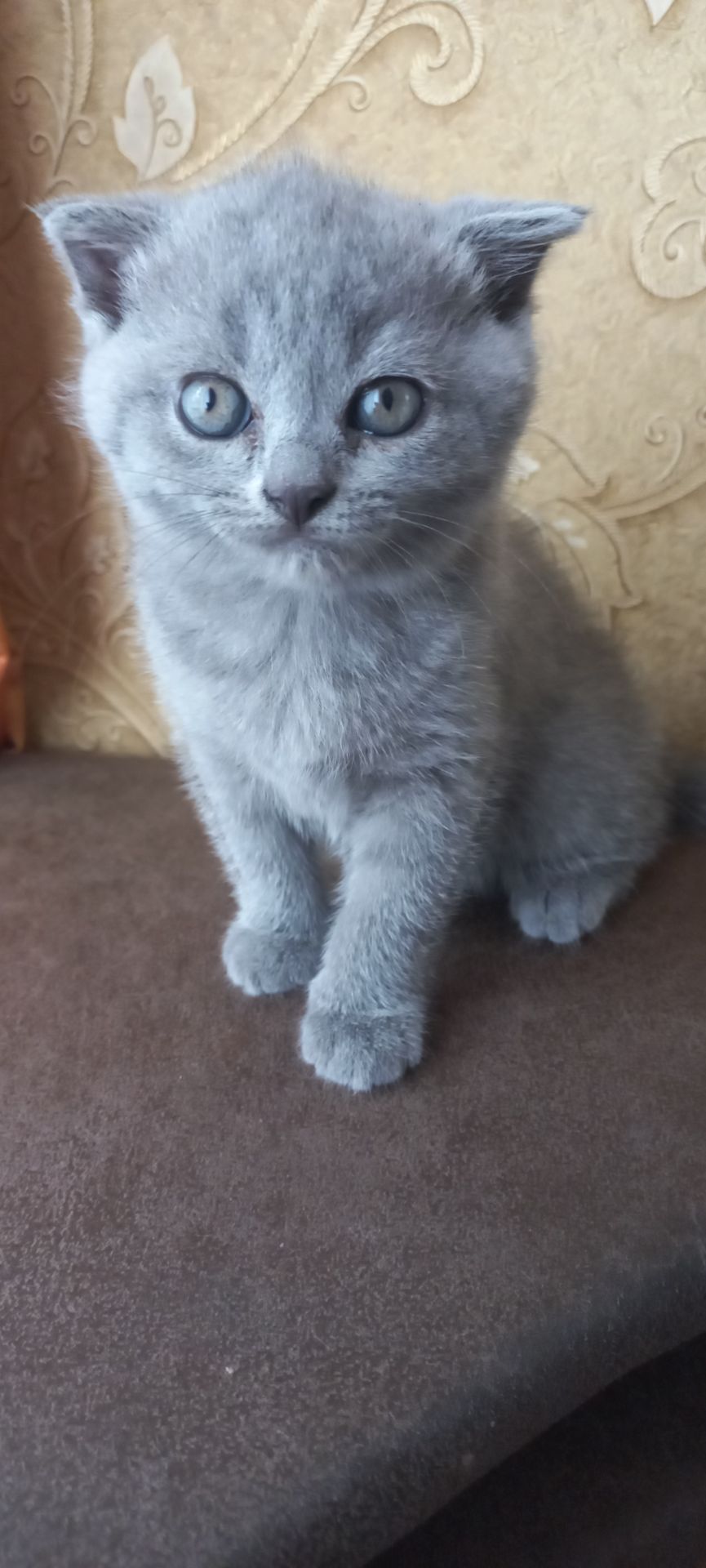 Кошеня