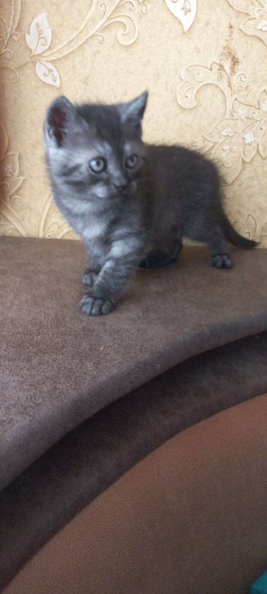 Кошеня