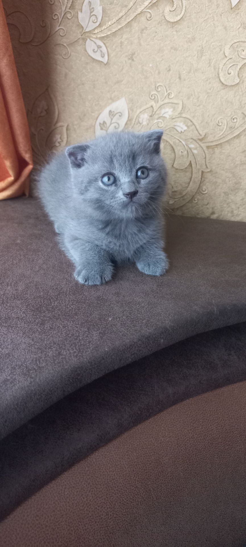 Кошеня