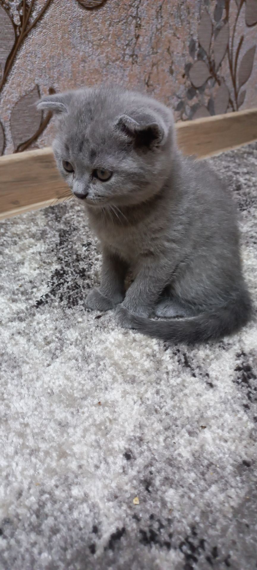 Кошеня