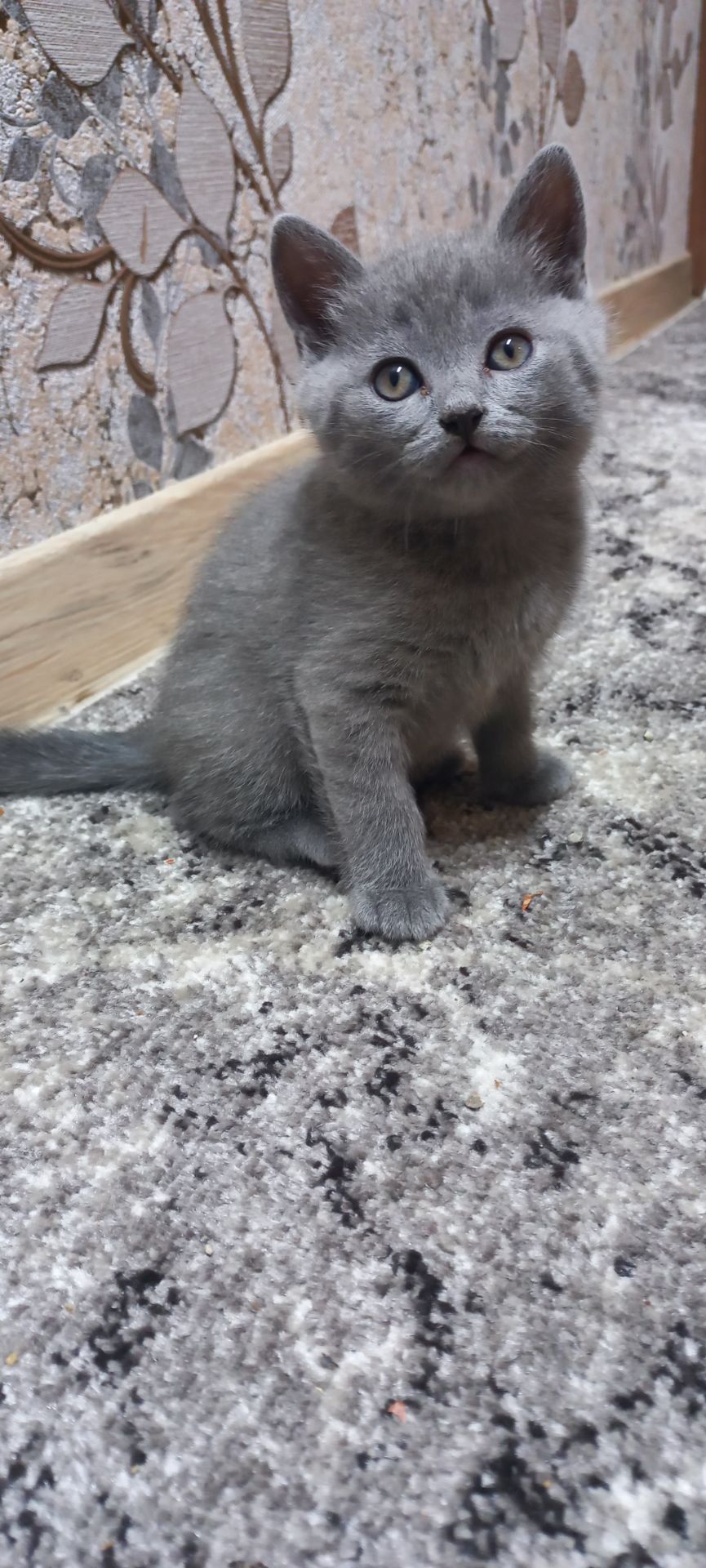 Кошеня