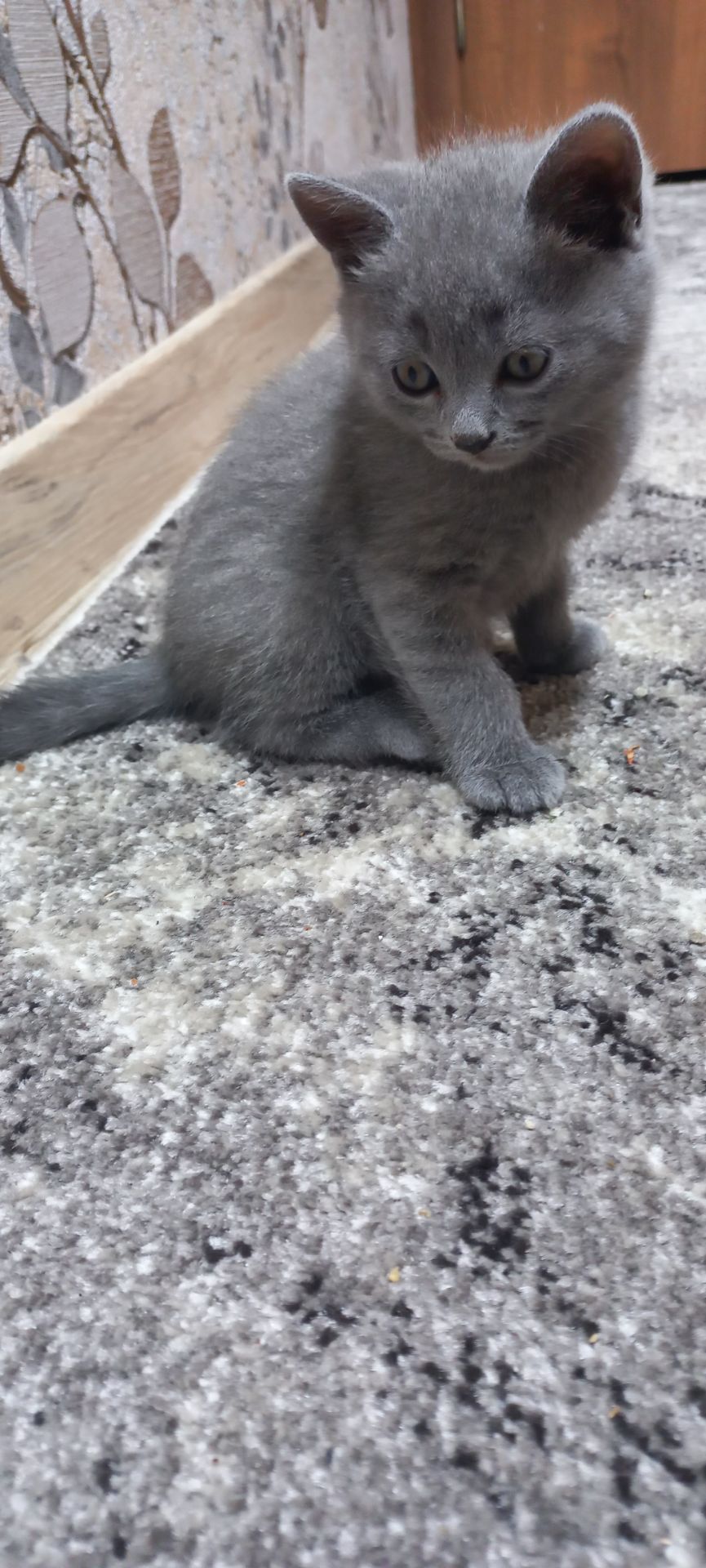 Кошеня