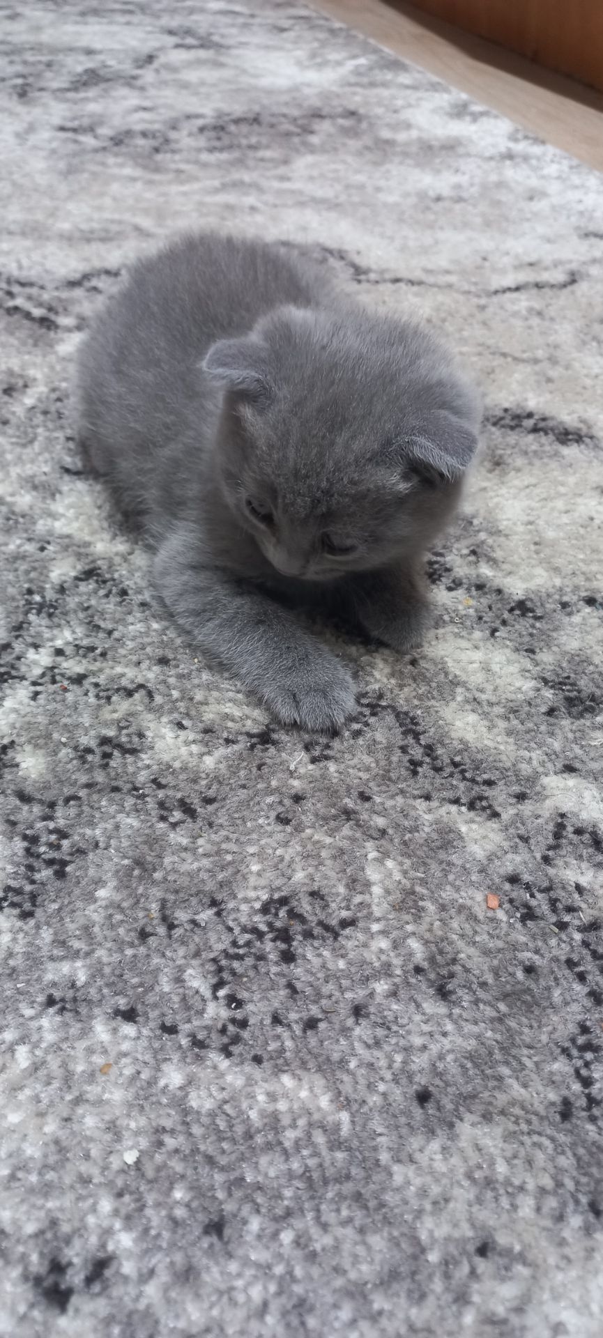 Кошеня