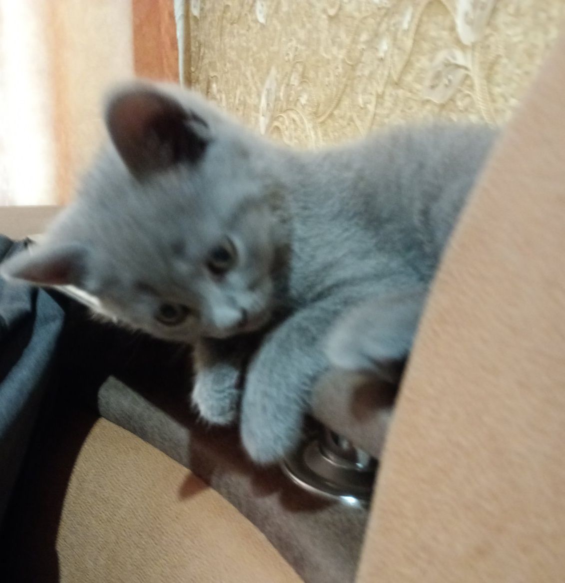 Кошеня