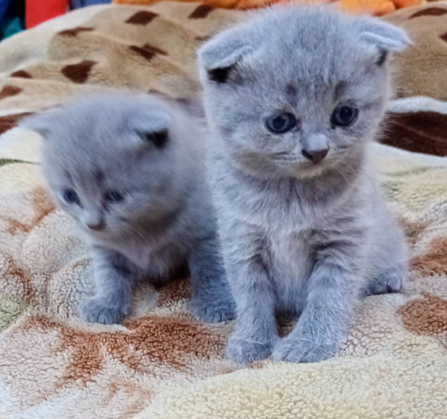 Кошеня