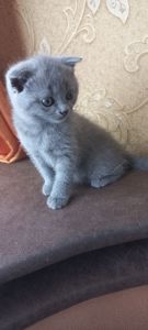 Кошеня