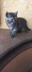 Кошеня