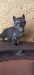 Кошеня