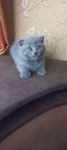 Кошеня