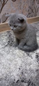 Кошеня