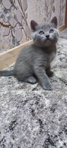 Кошеня