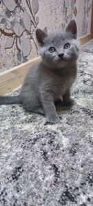Кошеня