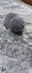 Кошеня