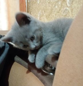 Кошеня